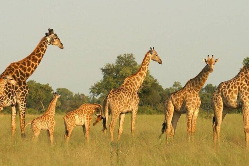 Un gruppo di giraffe in piedi in un prato erboso, con alberi sullo sfondo. 1