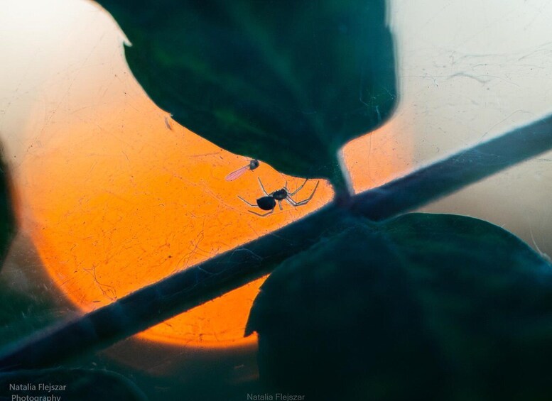 An ant on a leaf with a blurred orange background. 1