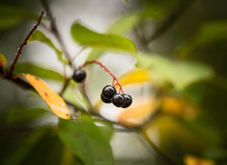 Picture 10 for Activity Oulu: Discover a Unique Coastal Nature Gem, guided hike 2