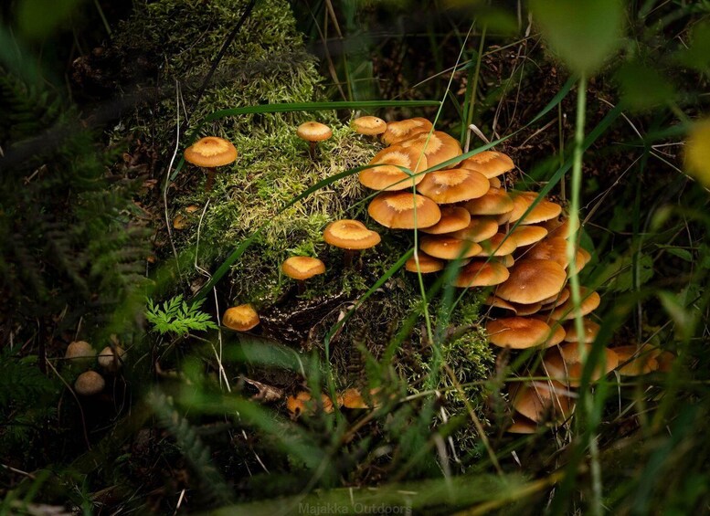 Picture 7 for Activity Oulu: Discover a Unique Coastal Nature Gem, guided hike 5