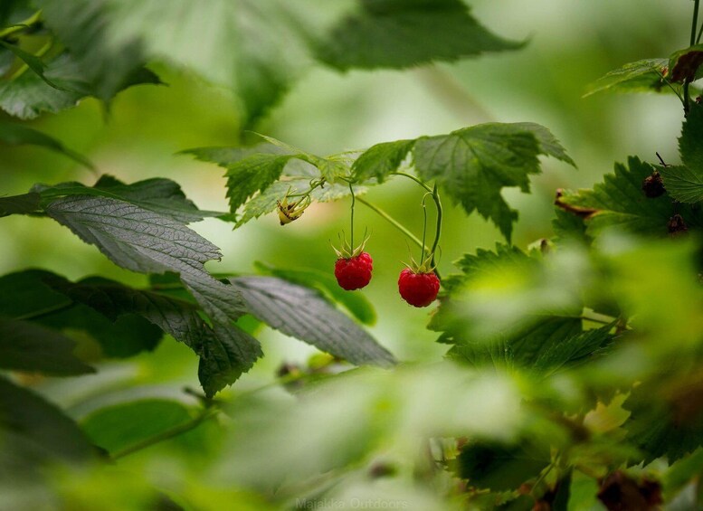 Picture 2 for Activity Oulu: Discover a Unique Coastal Nature Gem, guided hike 4