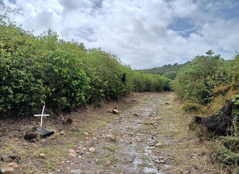 A rocky path flanked by dense greenery, leading towards a hill in the distance. 2