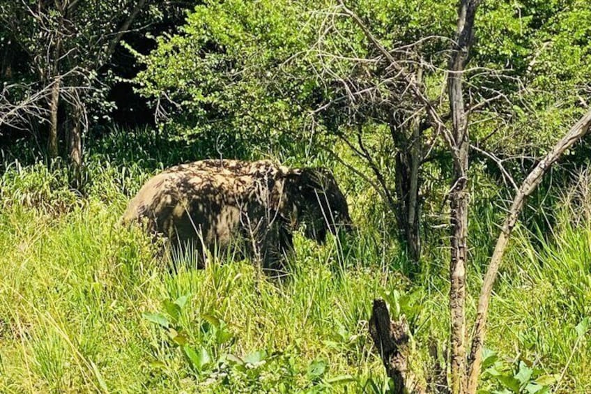 Ein Elefant in einem grasbewachsen Feld mit Bäumen im Hintergrund. 3