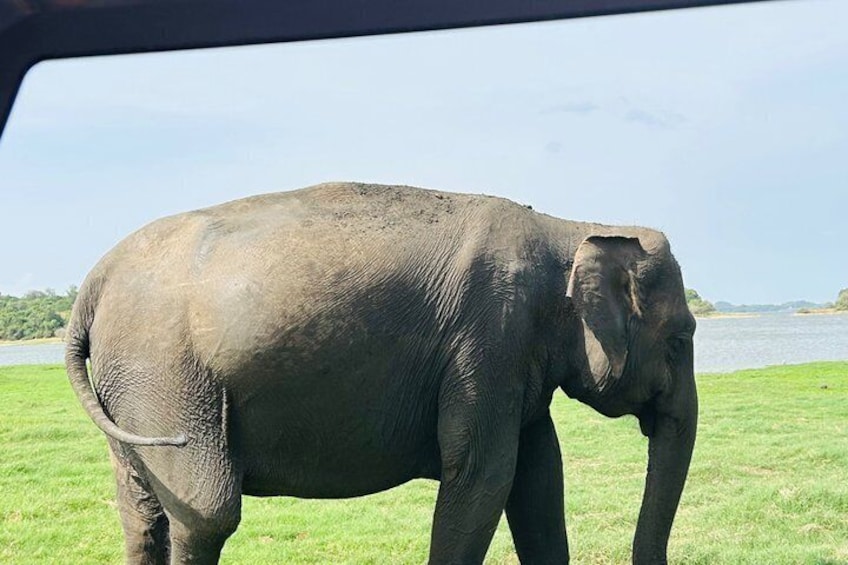 Ein Elefant steht auf einer grasbewachsen Wiese mit einem Gewässer und Bäumen im Hintergrund. 5