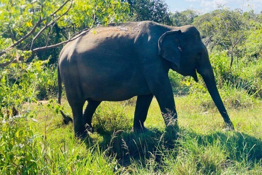Ein Elefant in einem grasbewachsen Feld mit Bäumen im Hintergrund. 1