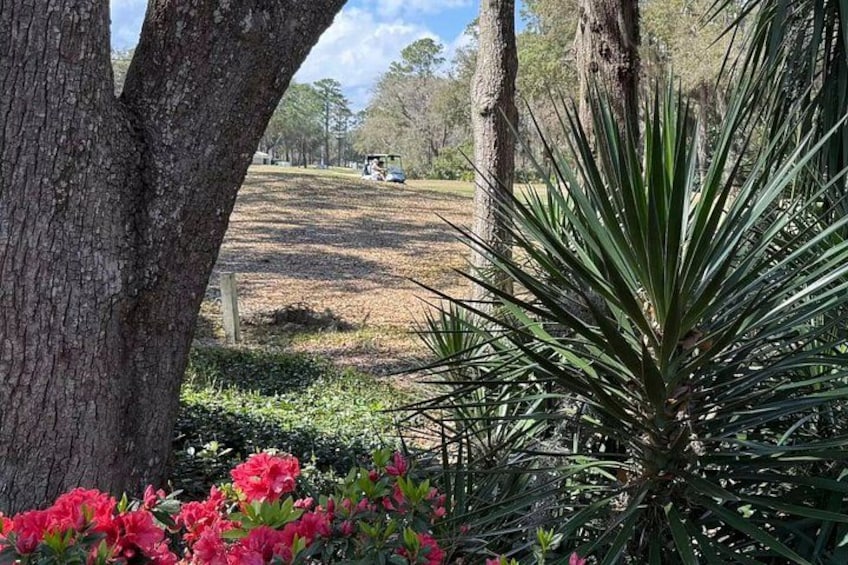 A tree, a yucca plant, and pink flowers in a park. 3