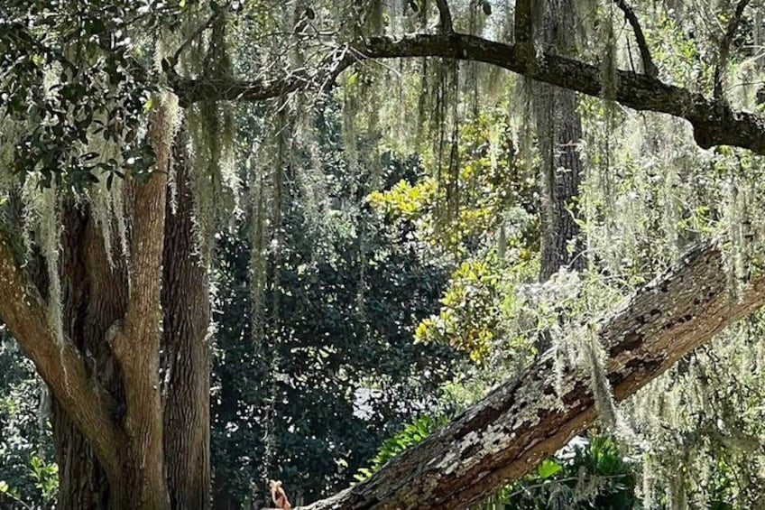 A tree with moss and a fallen branch. 5
