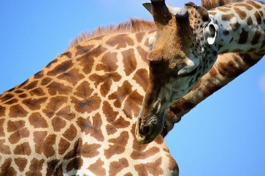 Nairobi City Tour Museums Giraffes Cultural Experiences 5