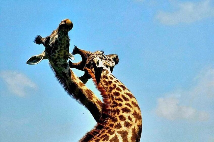Nairobi City Tour Museums Giraffes Cultural Experiences 2