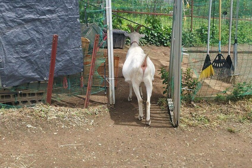 A white goat walking through a fenced area with a dirt ground. 5