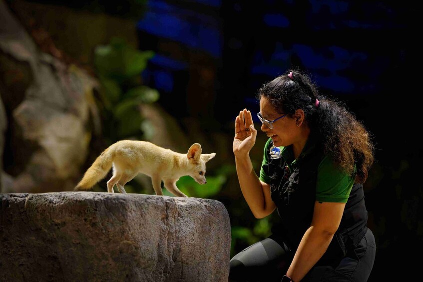 A person interacting with a fox on a rock. 5