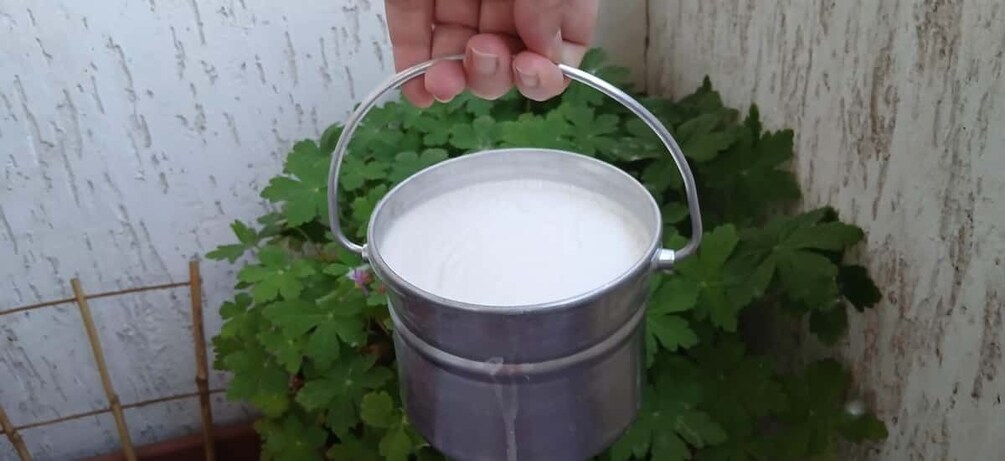 A hand holding a metal bucket with a handle, containing a white substance, against a backdrop of green foliage and a white textured wall. 1