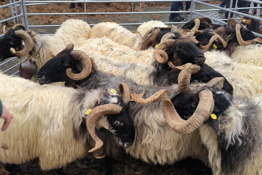 Un grupo de ovejas con cuernos grandes en un corral. 2