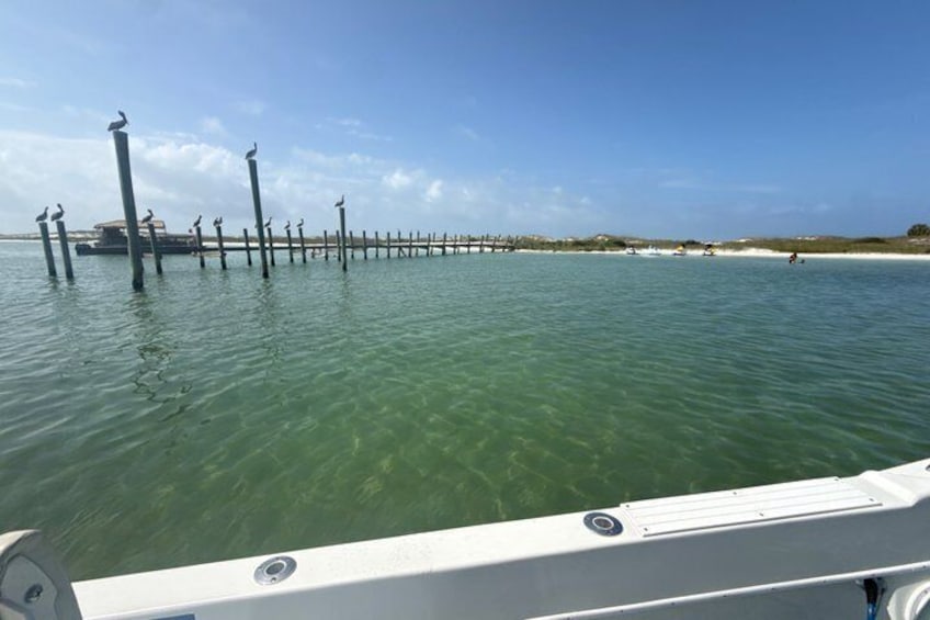 3 Hour Private Shell Island Dolphin and Snorkeling Tour 3