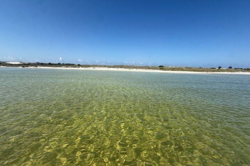 3 Hour Private Shell Island Dolphin and Snorkeling Tour 2