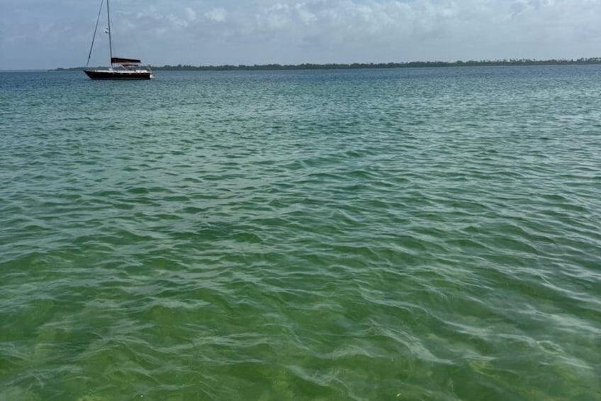 3 Hour Private Shell Island Dolphin and Snorkeling Tour 5