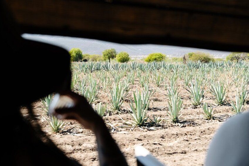 A person holding a camera, looking at a field of agave plants. 3