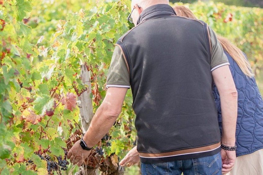 A person inspecting grapevines in a vineyard. 1