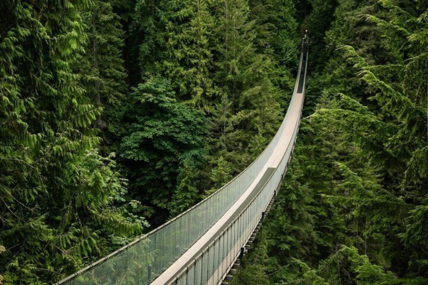 A suspension bridge in a dense forest. 1