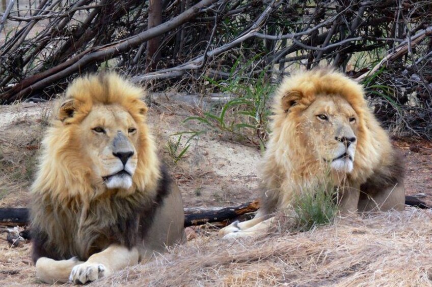 Deux lions allongés sur le sol, avec de l’herbe sèche et des branches en arrière-plan. 2
