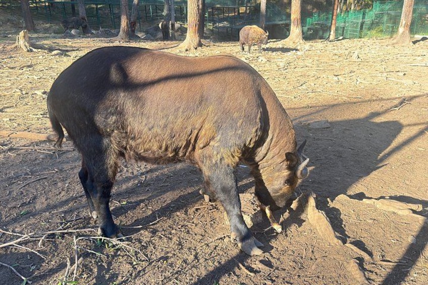 Un animal grande en un recinto cercado con árboles y suelo arenoso. 4