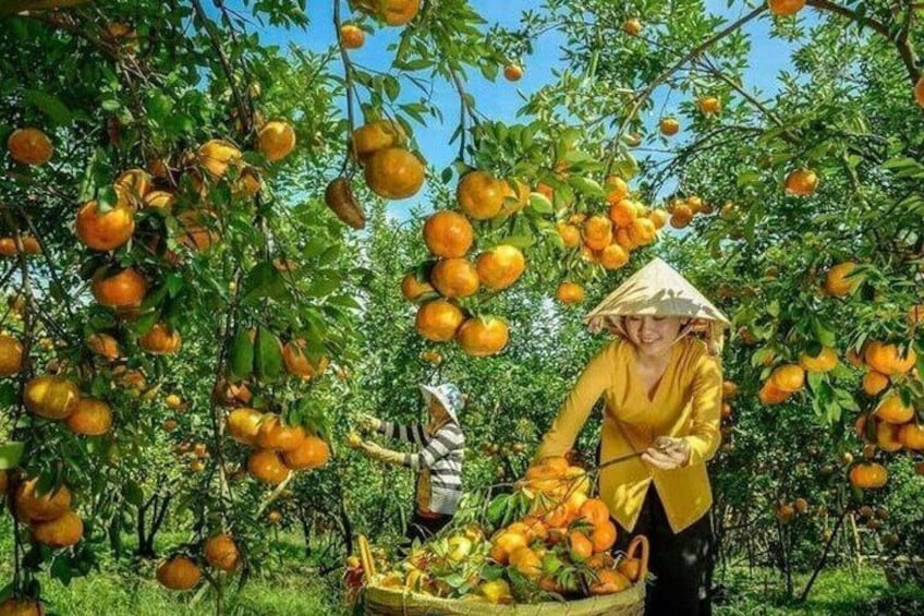 A person harvesting oranges from a tree in an orchard. 4