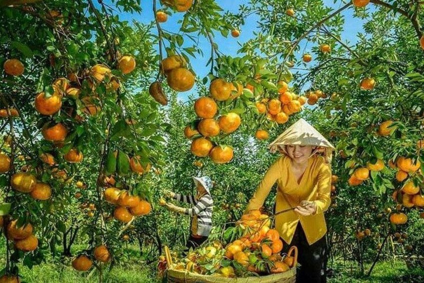 A person harvesting oranges from a tree in an orchard. 4