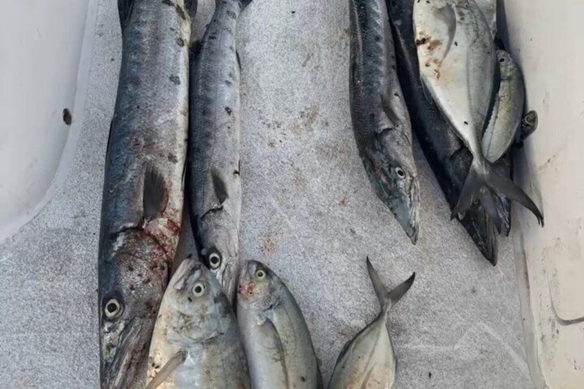 Private half day reef fishing with lunch 3