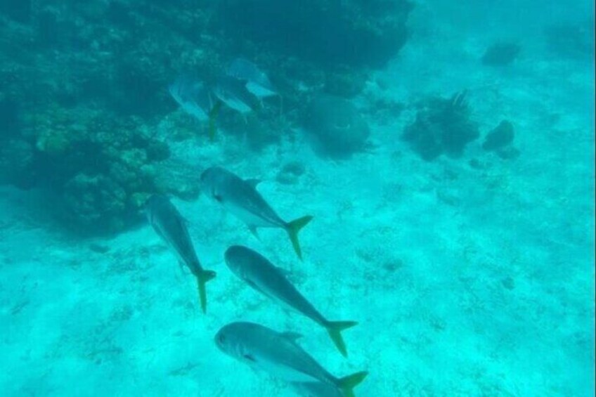 Un gruppo di pesci che nuota sott'acqua. 5