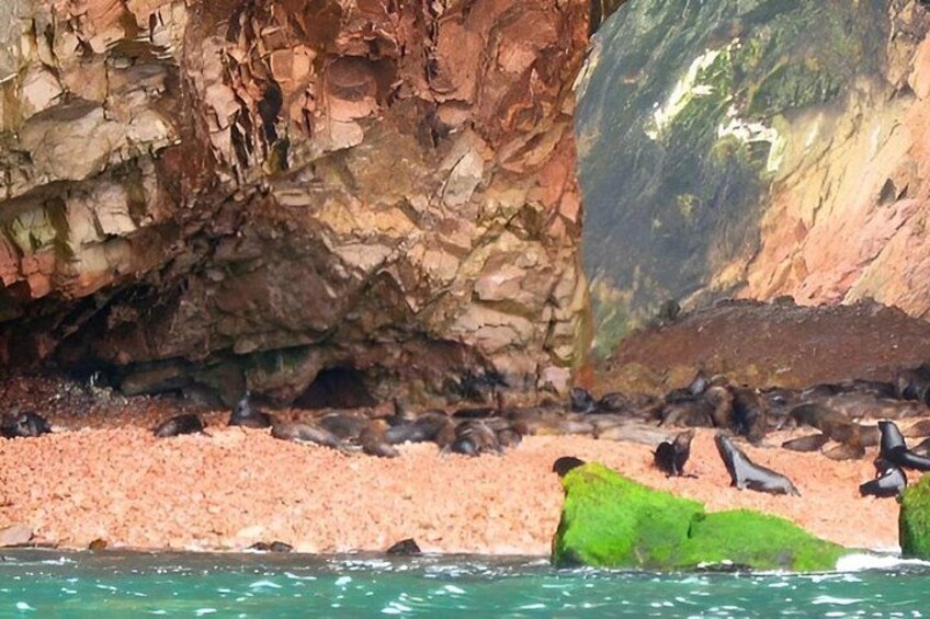 Ballestas Islands Tour from Ica and Huacachina Round Trip 5