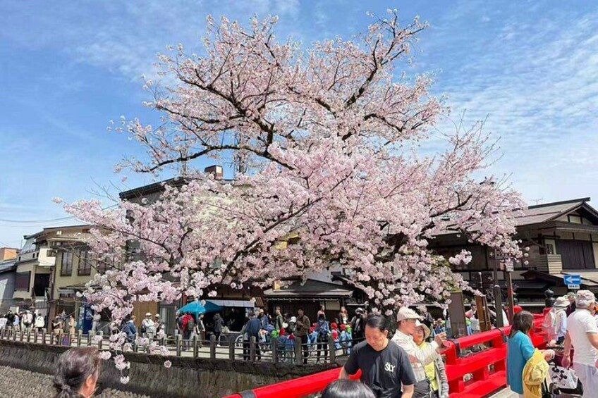 Takayama & Shirakawa-go World Heritage Day Tour from Nagoya 2