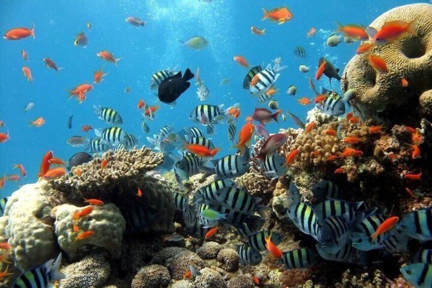 A vibrant coral reef with diverse fish species, including striped and orange fish, and a large coral formation. 2