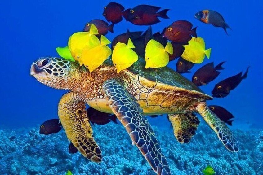 A sea turtle swimming with yellow fish. 3