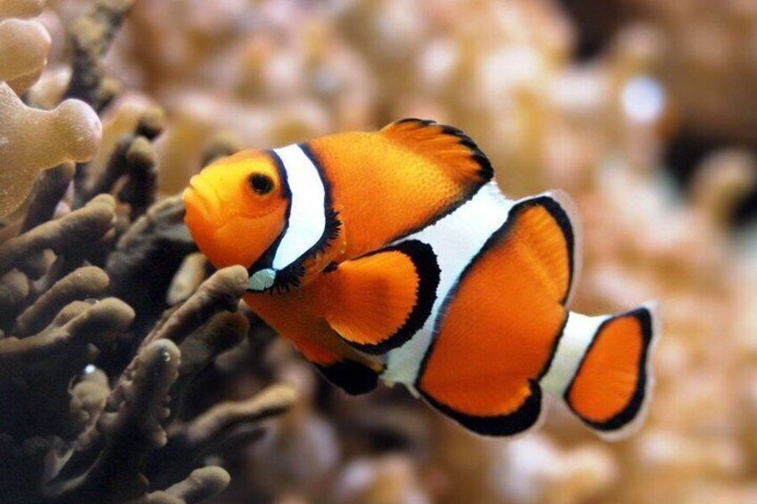 A clownfish swimming near coral. 4