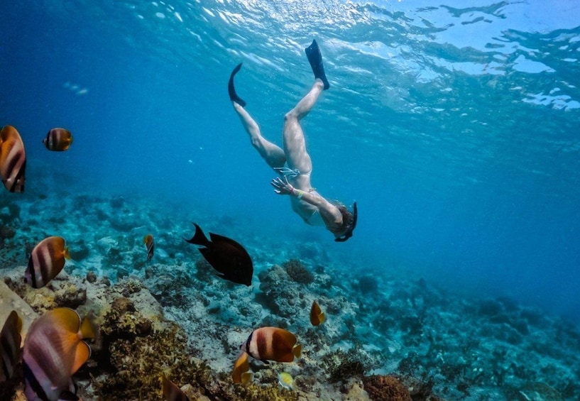 A person scuba diving underwater with fish and coral reefs. 5