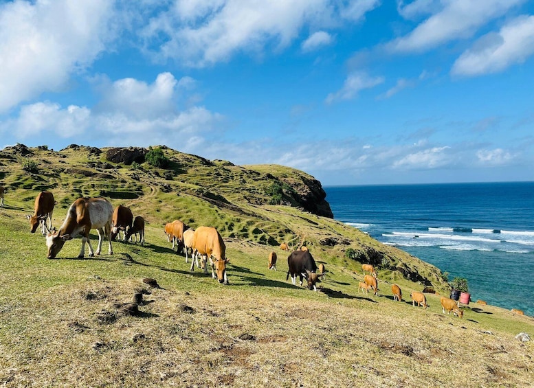 Grazing cows on a hillside with a view of the ocean. 1