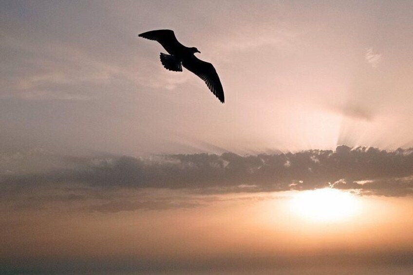 A bird flying over a landscape with a sun setting or rising in the background. 2