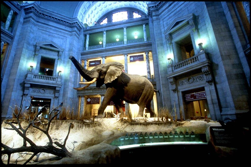 Washington D.C. Natural History Museum Family Scavenger Hunt 1