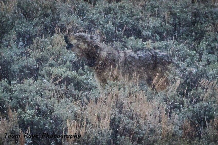 Private Yellowstone Lower Loop Sites & Wildlife Tour from Bozeman 5