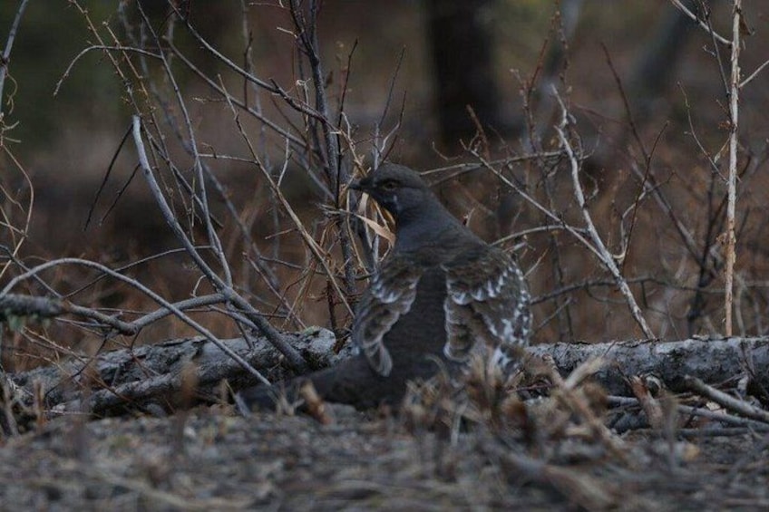 A bird in a natural setting with sparse vegetation and fallen branches. 5