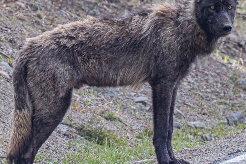 A large, dark-colored wolf standing on a rocky terrain. 3