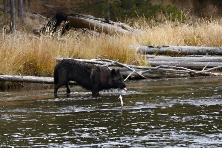 A bear wading in a river with logs and grass in the background. 5