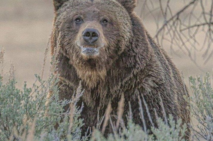 A bear in a natural setting with sparse vegetation. 4