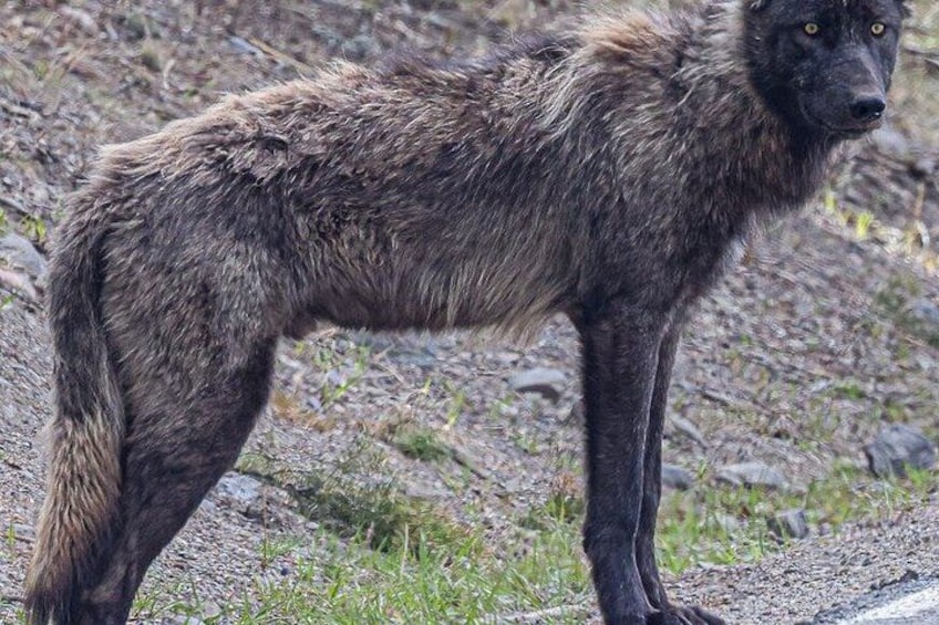 A large, dark-colored wolf standing on a rocky terrain with sparse vegetation. 2