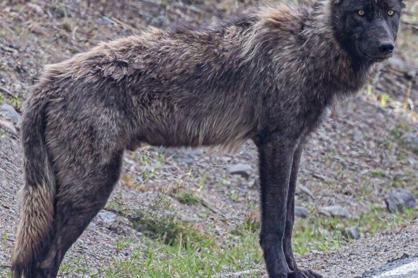 A wolf standing on a rocky terrain. 3