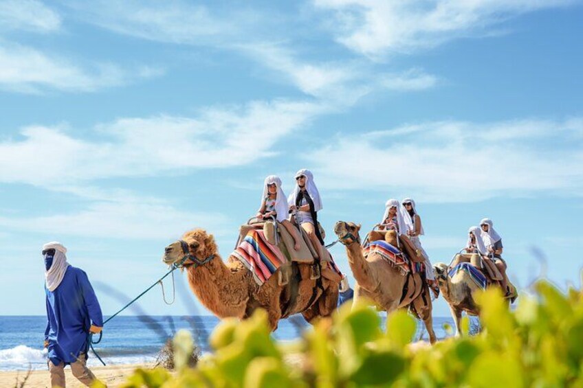 Cabo Camel Ride Experience with Tequila Tasting 2
