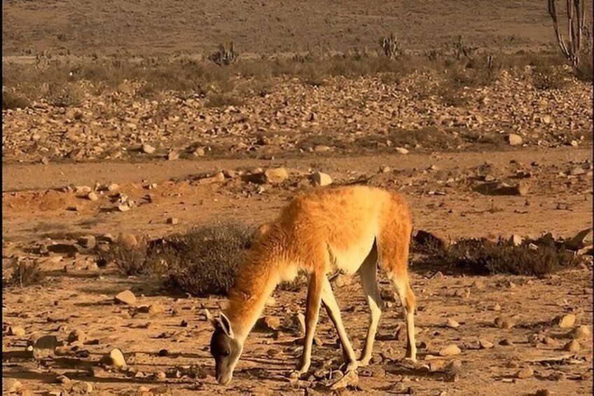 A desert landscape with sparse vegetation and a single animal grazing. 2