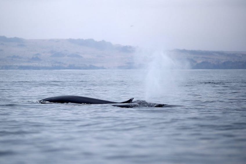 A whale breaching the water with a spray of water. 1