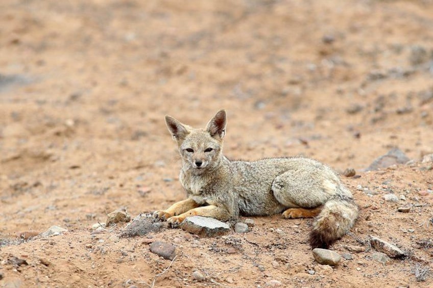 A fox lying on a dirt ground with rocks and sparse vegetation. 4