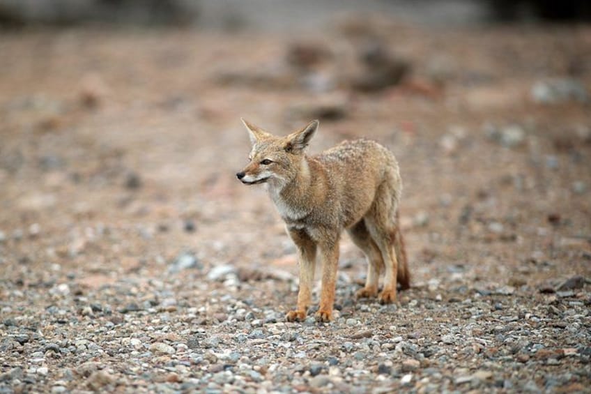 A coyote standing on a gravelly terrain. 5